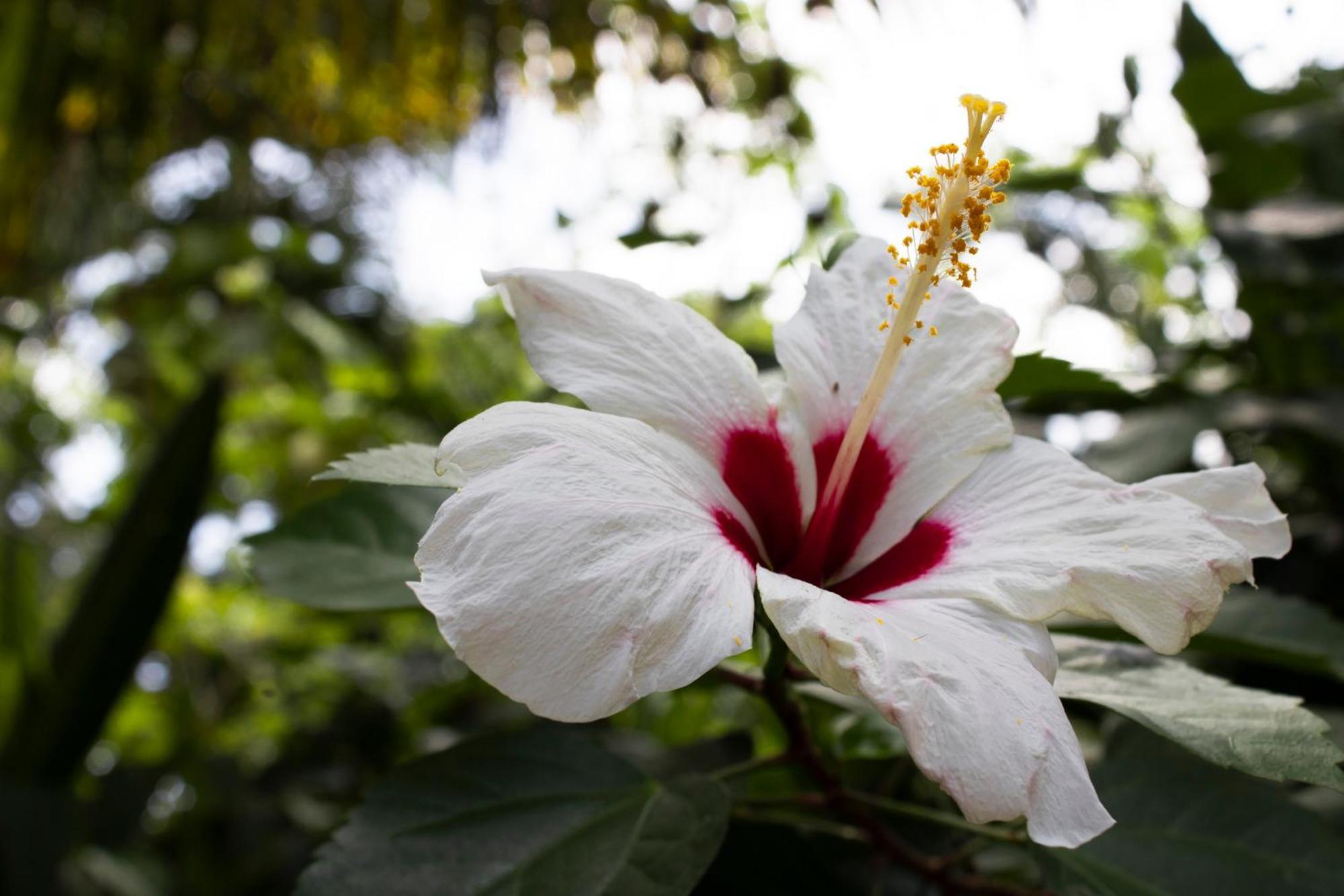Wayanay Tayrona Eco Hostel El Zaino Eksteriør bilde